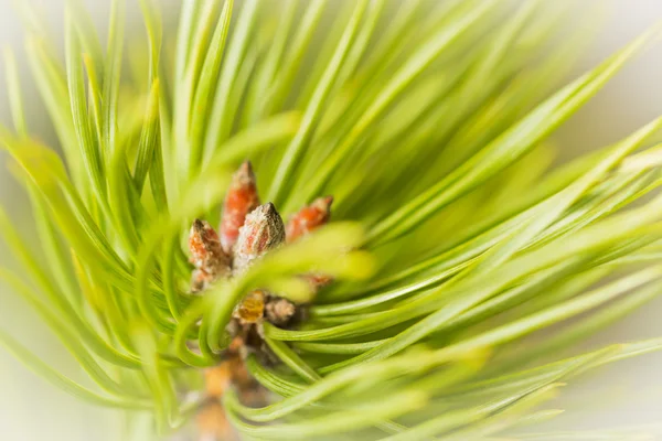 Resinous pine buds — Stock Photo, Image