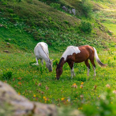 İki güzel vahşi at yeşil alp çayırlarında otluyor. Krasnaya Polyana tatil köyünün dağları. Daha Büyük Kafkas rezervi