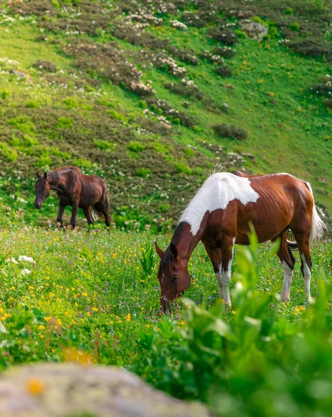 Two Beautiful Wild Horses Graze Green Alpine Meadows Mountains Krasnaya — Stock Photo, Image