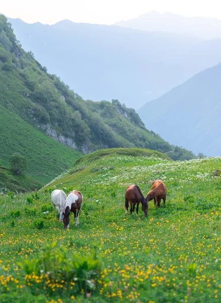 Zelených Alpských Loukách Pasou Čtyři Krásní Divocí Koně Hory Střediska Stock Fotografie