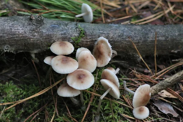 Saison Des Champignons Dans Forêt — Photo