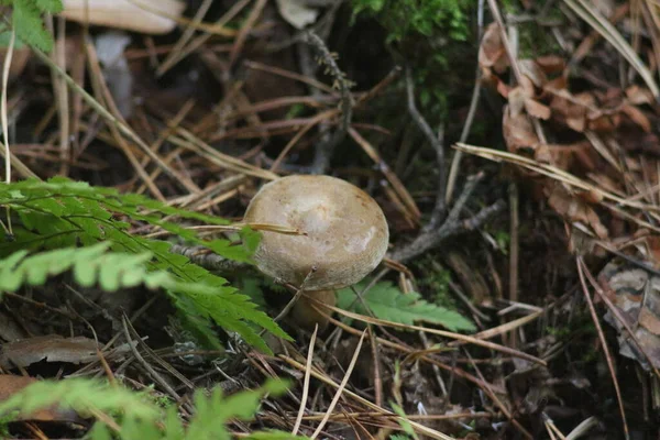 Saison Des Champignons Dans Forêt — Photo