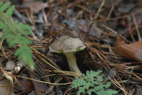 Ormanda mantar mevsimi