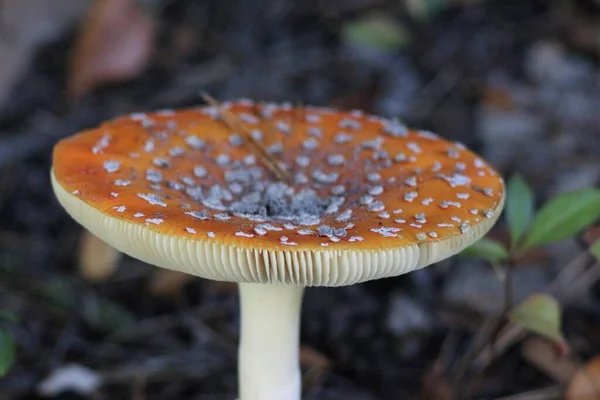 Paddenstoelen Seizoen Het Bos — Stockfoto