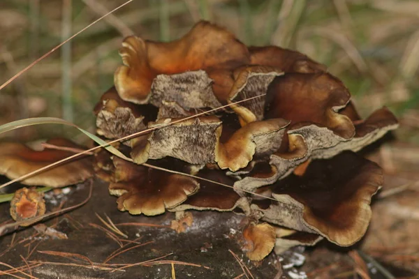 Herfst Het Bos — Stockfoto