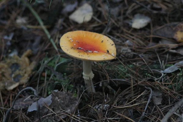 Otoño Bosque — Foto de Stock