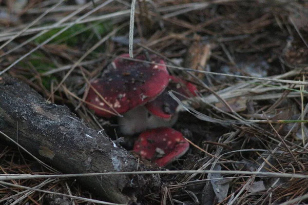 Herfst Het Bos — Stockfoto