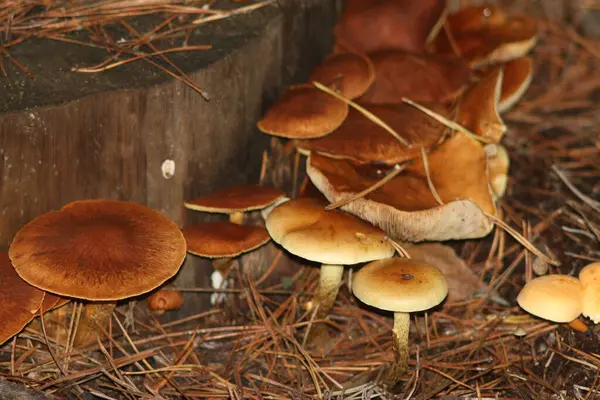 Automne Dans Forêt — Photo