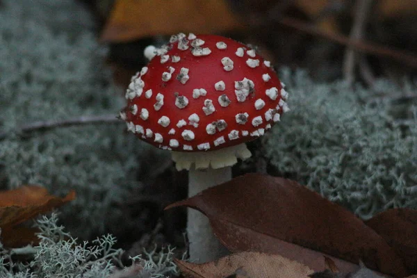 Hösten Skogen — Stockfoto