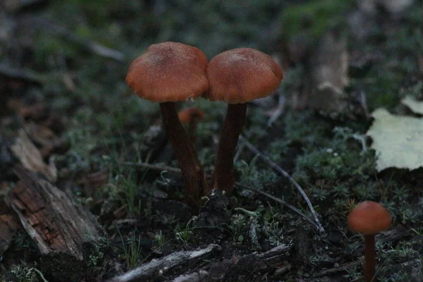 Herfst Het Bos — Stockfoto