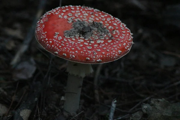 Herfst Het Bos — Stockfoto