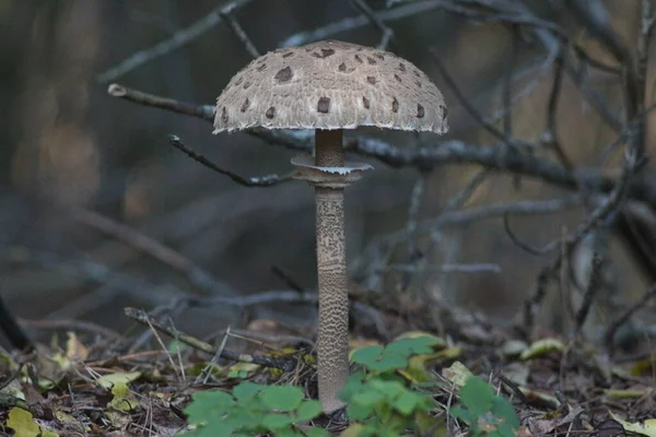 Paddenstoelen Het Bos — Stockfoto