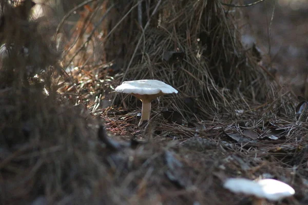 Paddenstoelen Het Bos — Stockfoto