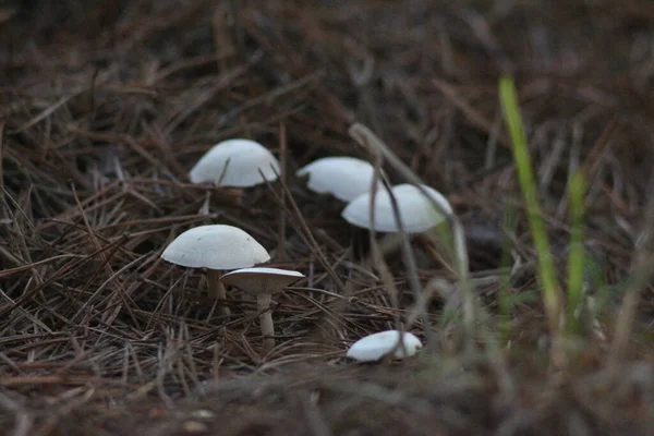 Paddenstoelen Het Bos — Stockfoto