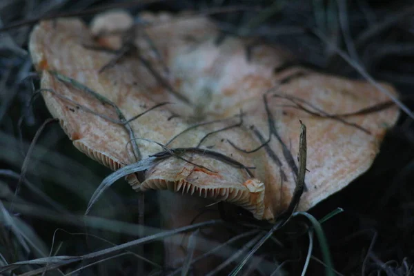 Mushrooms Forest — Stock Photo, Image