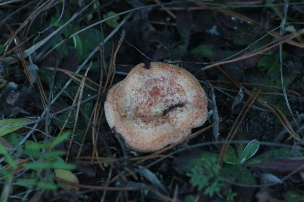 Gombák Erdőben — Stock Fotó