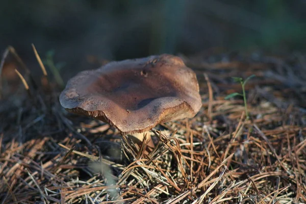 Champignons Dans Forêt — Photo