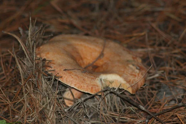 Champignons Dans Forêt — Photo