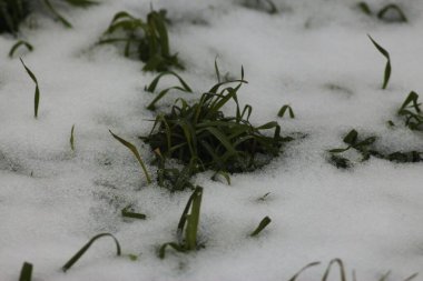 Seym boyunca kış yürüyüşü Bölgesel Peyzaj Parkı