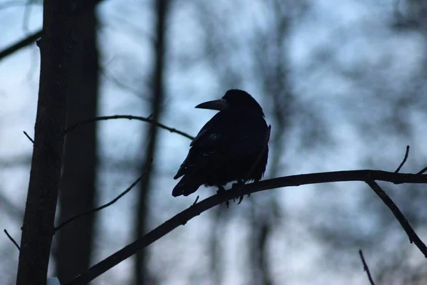 Corvo Ramo Albero — Foto Stock