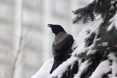 Kış parkında kuşlar ve ağaçlar