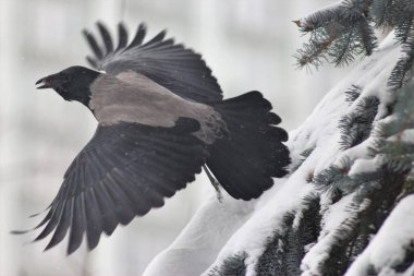Kış parkında kuşlar ve ağaçlar