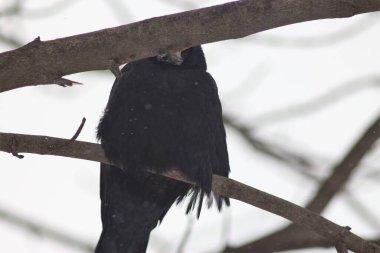 Kış parkında kuşlar ve ağaçlar