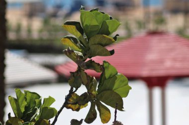 Safaga, Mısır: Soma Körfezi boyunca seyahat