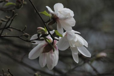 Botanik Bahçesinde Çiçekli Manolya