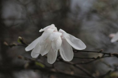 Botanik Bahçesinde Çiçekli Manolya