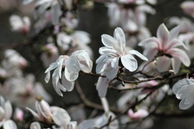Botanik Bahçesinde Çiçekli Manolya
