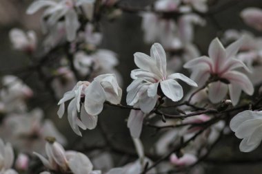 Botanik Bahçesinde Çiçekli Manolya