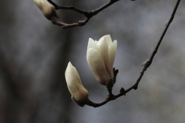 Botanik Bahçesinde Çiçekli Manolya