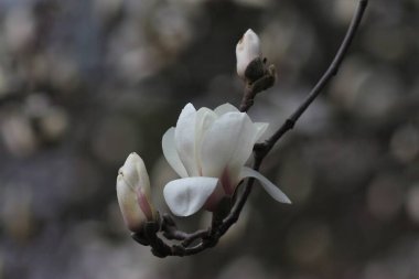 Botanik Bahçesinde Çiçekli Manolya