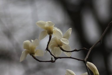 Botanik Bahçesinde Çiçekli Manolya