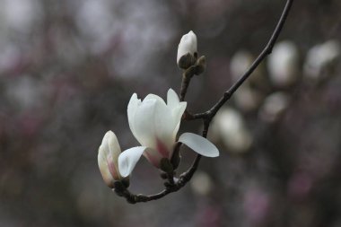 Botanik Bahçesinde Çiçekli Manolya