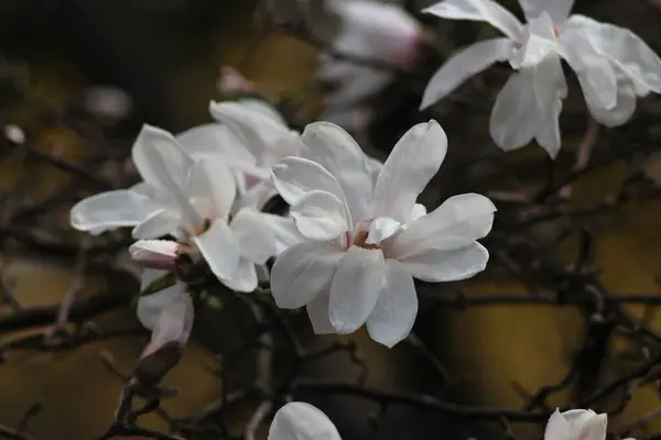 Blühende Magnolie Botanischen Garten — Stockfoto
