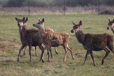 Konotop bölgesinde geyik çiftliği, Ukrayna