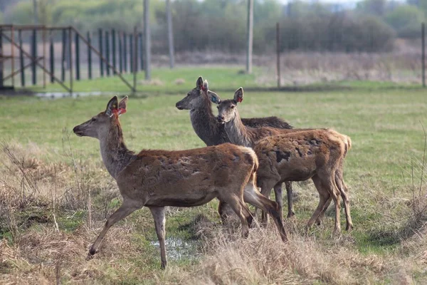 Konotop bölgesinde geyik çiftliği, Ukrayna