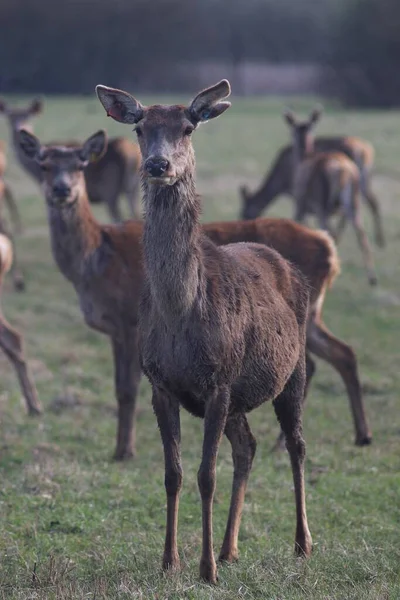 Cerfs Dans Région Konotop Ukraine — Photo