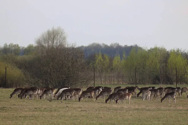 Hirschfarm Konotop Gebiet Ukraine — Stockfoto