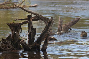 Baharda Seym Nehri 'nde