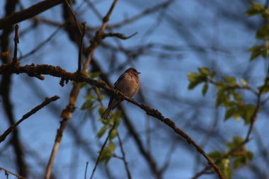 Baharda Seym Nehri 'nde