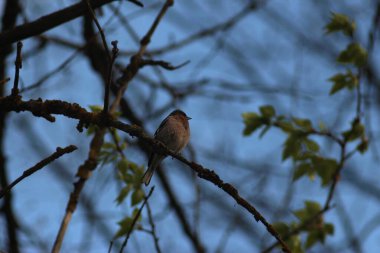 Baharda Seym Nehri 'nde