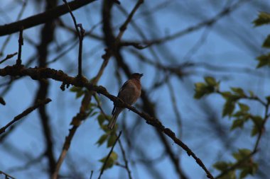 Baharda Seym Nehri 'nde