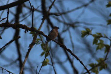 Baharda Seym Nehri 'nde