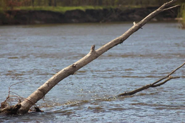 Printemps Rivière Seym — Photo