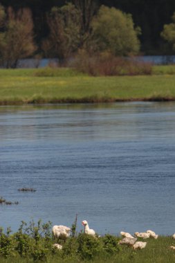 Mezinsky Ulusal Doğa Parkı, Ukrayna