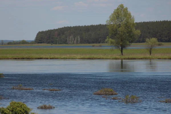 Taman Alam Nasional Mezinsky Ukraina — Stok Foto