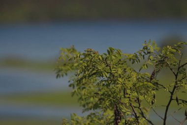 Mezinsky Ulusal Doğa Parkı, Ukrayna